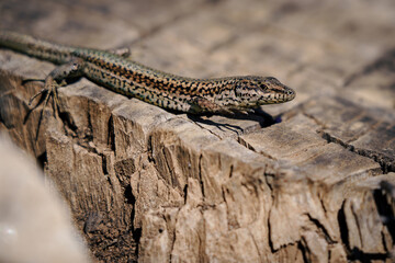Lagartija ibérica común tomando el sol en tocón de madera. Podarcis hispanicus