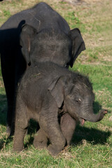 Fototapeta premium Wild elephant calves graze next to the tank (man-made reservoir) at Minneriya National Park in central Sri Lanka, not far from the town of Habarana.