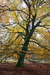Autumn in National Park the Hoge Veluwe in The Netherlands