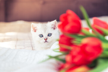 Curious silver British kitten playing on the bed with tulips.