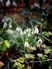 snowdrops in the forest