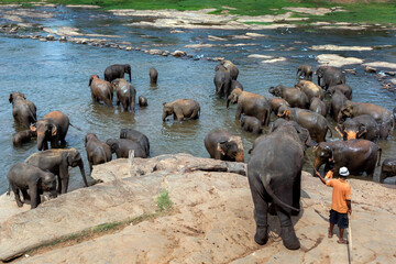 Elephants from the Pinnawala Elephant Orphanage bathe in the Maha Oya River. The elephants bathe in...