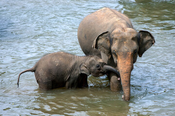 Elephants from the Pinnawala Elephant Orphanage bathe in the Maha Oya River. The elephants bathe in the river twice daily.