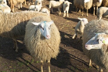 Obraz premium Sheep at Veluwe in the Netherlands