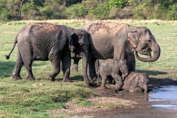 Wild elephants and young calves bathe at the edge of a waterhole in Minneriya National Park. Minneriya is located near Habarana in central Sri Lanka.