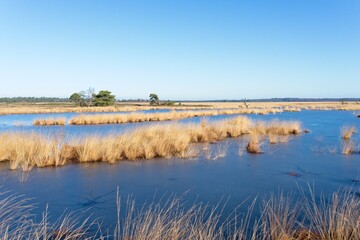 Wetlands in National Park de Hoge Veluwe in the Netherlands
