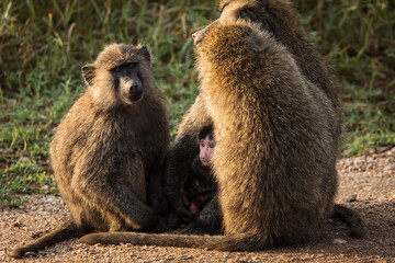Baboons monkey family on the field during safari in National Park of Serengeti in Tanzania. Wild nature of Africa