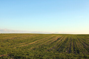 Fototapeta na wymiar Grow fields under a clear sky 