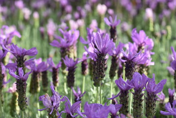 Schmetterlinglavendel
