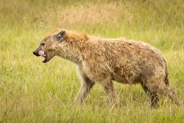 Hyena in the grass during safari in National Park of Ngorongoro, Tanzania. Wild nature of Africa