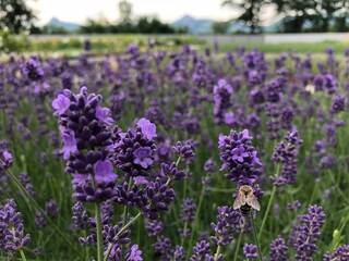 Obraz premium Lavendel