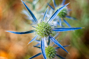 Colorful plant Eryngiums Apiaceae ( Umbelliferae ) in a background brown