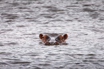 Hippopotamus in the water swiming direct to camera in Serengeti National Park, Tanzania. Wild nature of Africa.