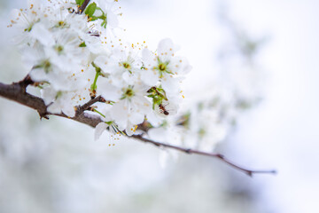 An ant on a branch with white flowers