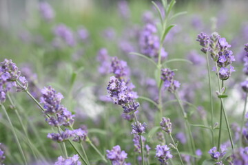 Lavendel