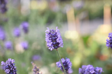 Lavendel