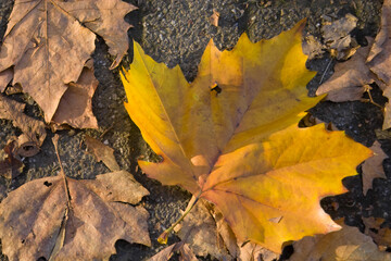 einzelnes herbstliches gelbes Blatt auf einem belaubtem Asphaltweg