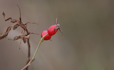 Dry branch with rose hips.