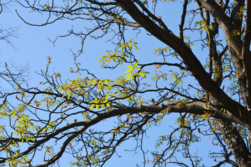 Common horse chestnut
