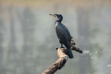 Obraz premium Cormorant on a Dead Tree