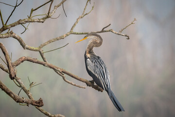 Darter Sitting on a Tree
