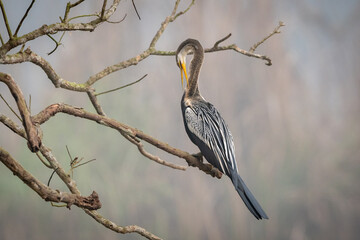 Darter Sitting on a Tree