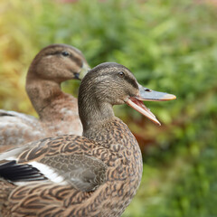 Close up of two female wild ducks