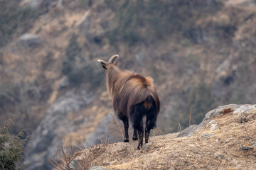 Fototapeta premium Himalayan Tahr on a Cliff