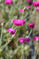 Rose campion