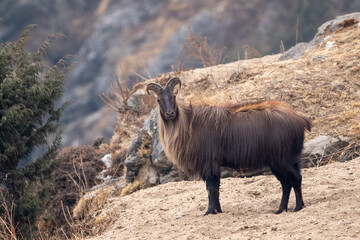 Himalayan Tahr on a Cliff