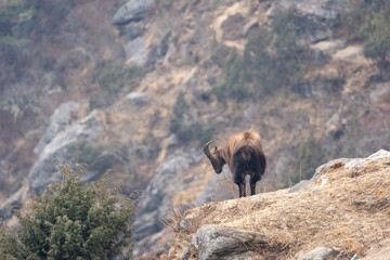 Himalayan Tahr on a Cliff