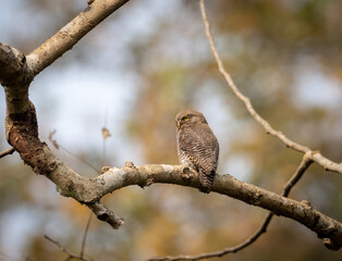 Jungle Owlet on Branch
