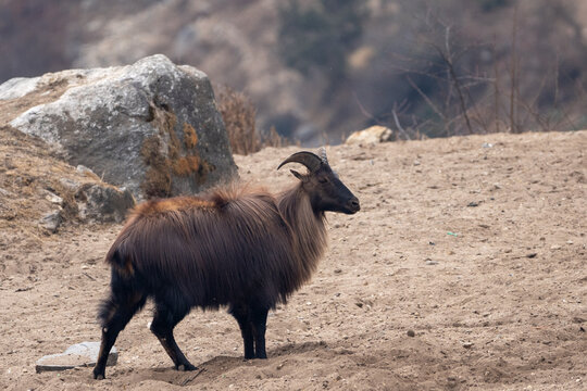 Himalayan Tahr in the Mountains of Nepal