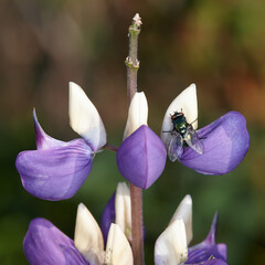 House Fly Musca Domestica on lupine flower