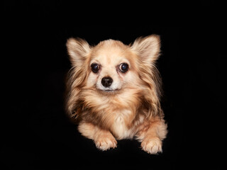 Short haired chihuahua isolated against black background