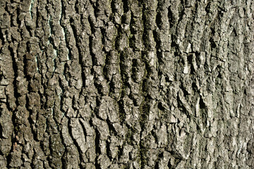 English oak