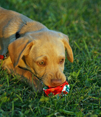 Puppy lying on the grass chewing on litter