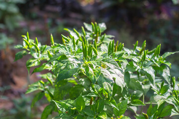 Obraz premium Green chili pepper plant on field agriculture in garden.
