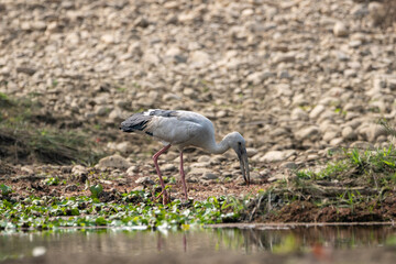 Obraz premium Open Billed Stork