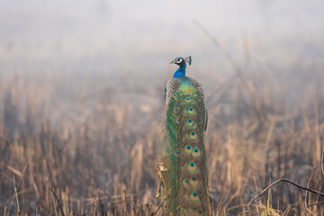 Fototapeta premium Peacock in the Morning Mist