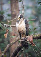 Serpent Eagle Perched in the Jungel