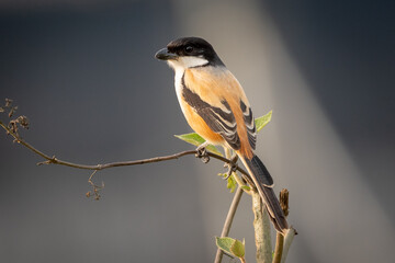 Shrike on a Bush