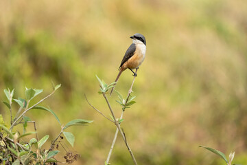 Shrike on a Grass Stem