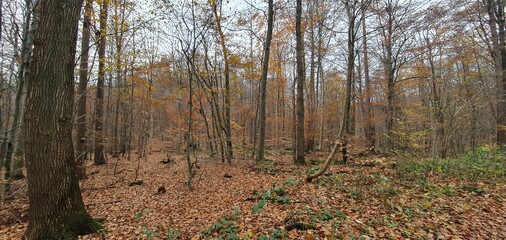 autumn in forest