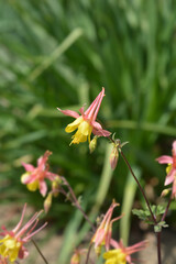 Barnebys columbine