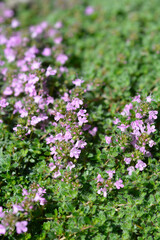 Wild thyme