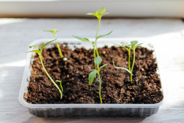 young plant growing in soil