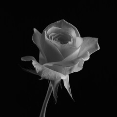 White rose on a black background. Black and white photography. 
