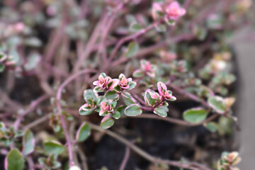 Foxley Thyme