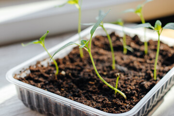 pepper seedlings in the ground